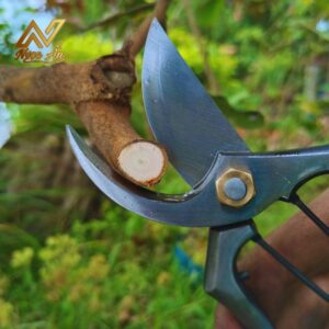 Gallery 2 - Kéo cắt cành Thử Lửa