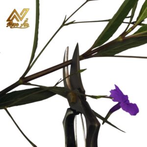 Gallery 1 - Kéo tỉa nụ Tiếp Lửa