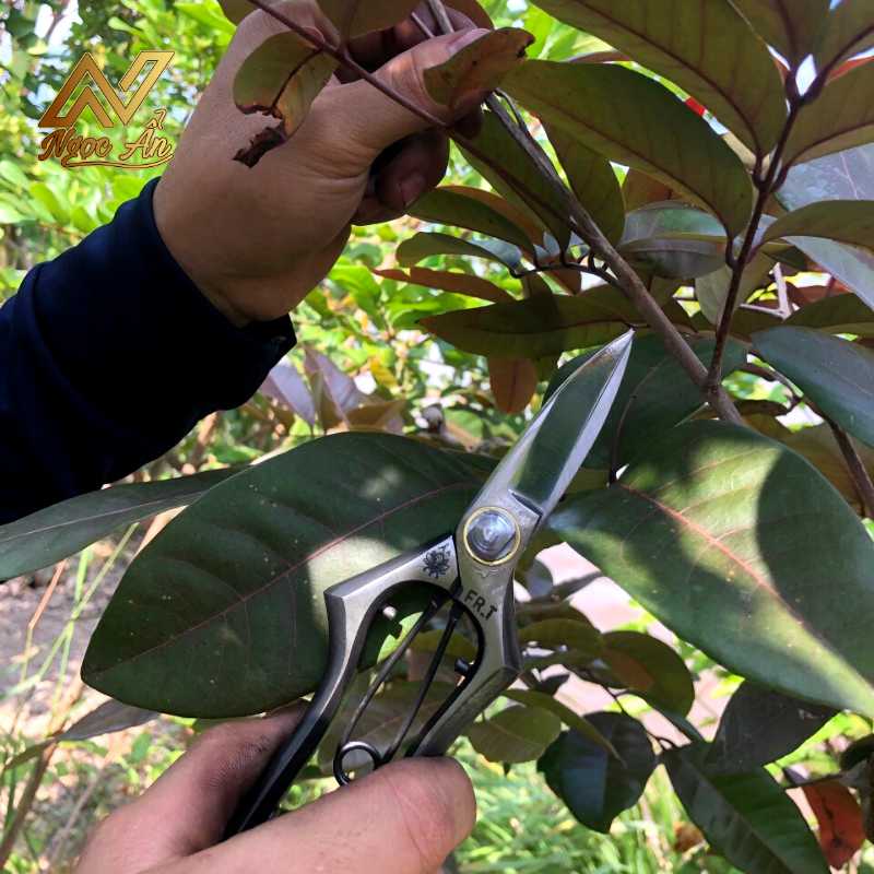 keo-cat-canh-giu-lua6 Gallery 4 - Kéo cắt cành giữ lửa