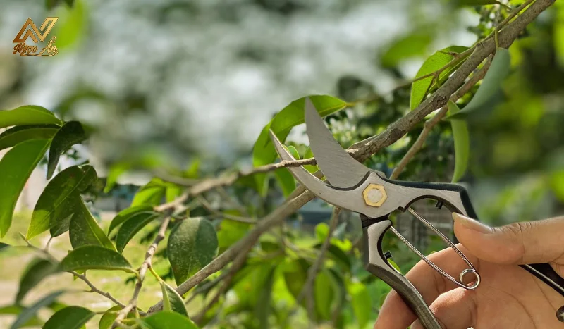 Test kéo tỉa nụ Tiếp Lửa